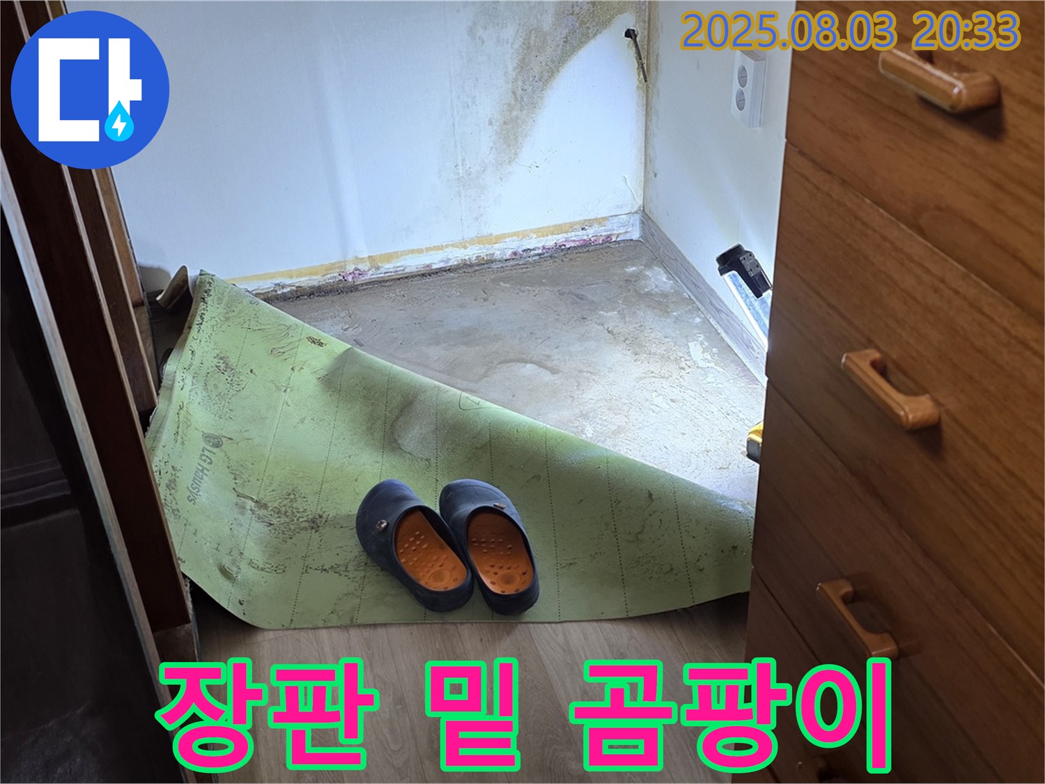 장판 밑 곰팡이 - 습기와 곰팡이의 콜라보
