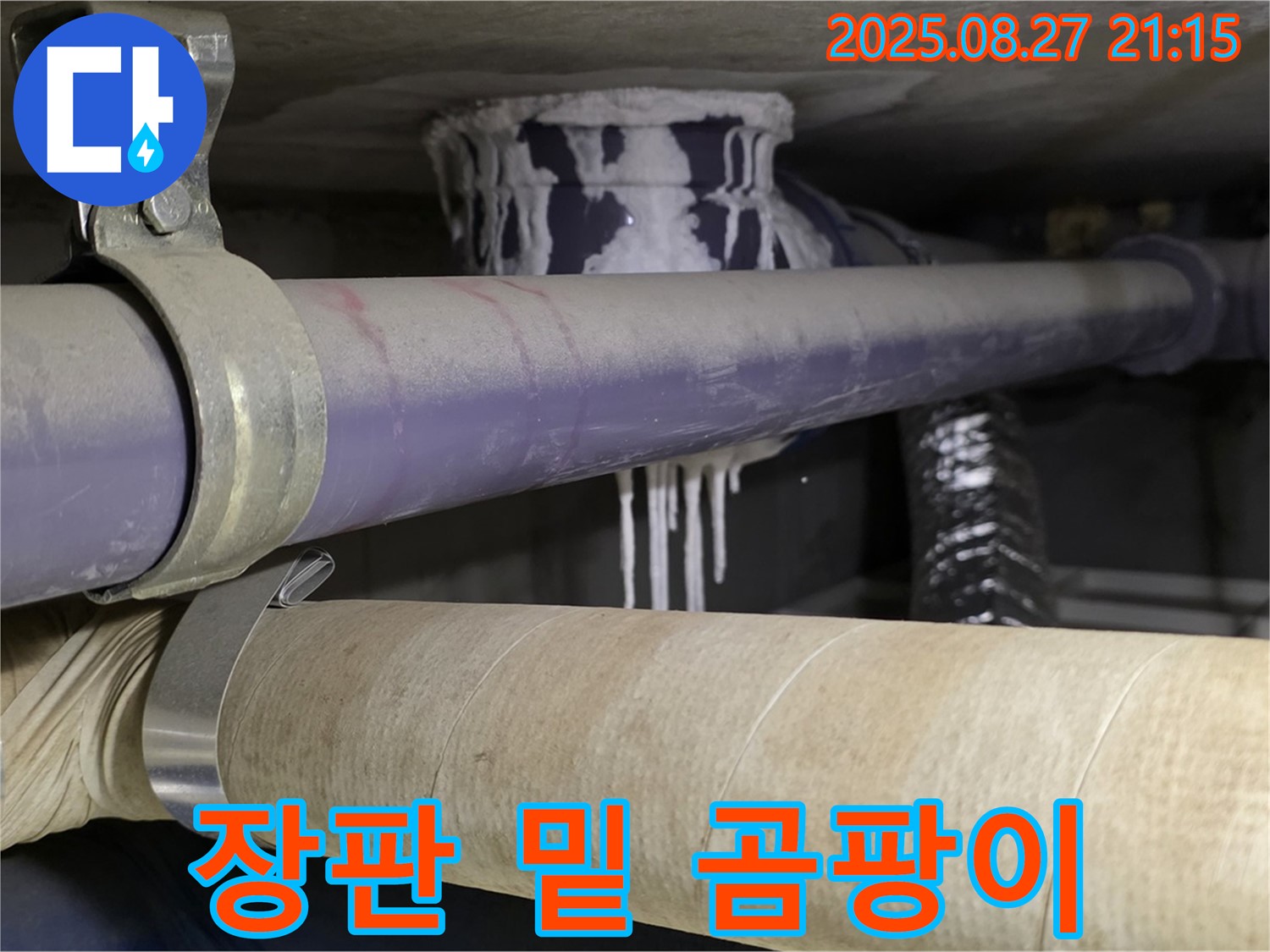 분당구 운중동 아파트 - 장판 밑 곰팡이, 숨겨진 누수 뿌리 뽑아야