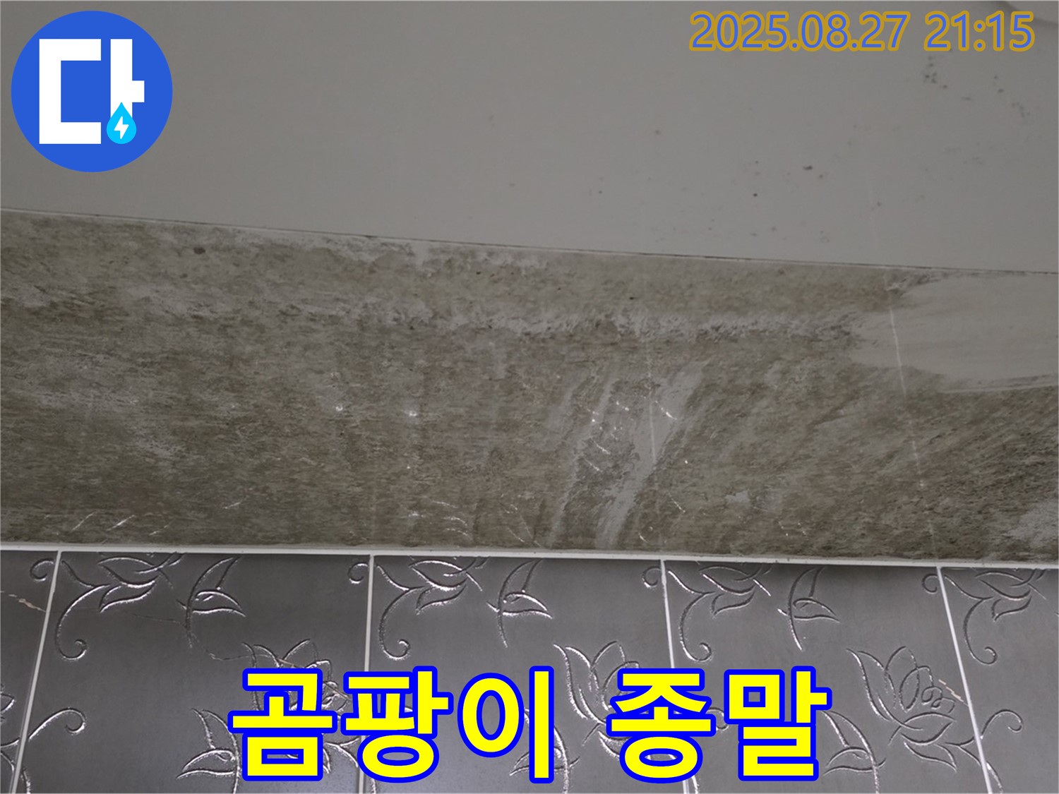산운로 121 곰팡이 - 곰팡이 아포칼립스!