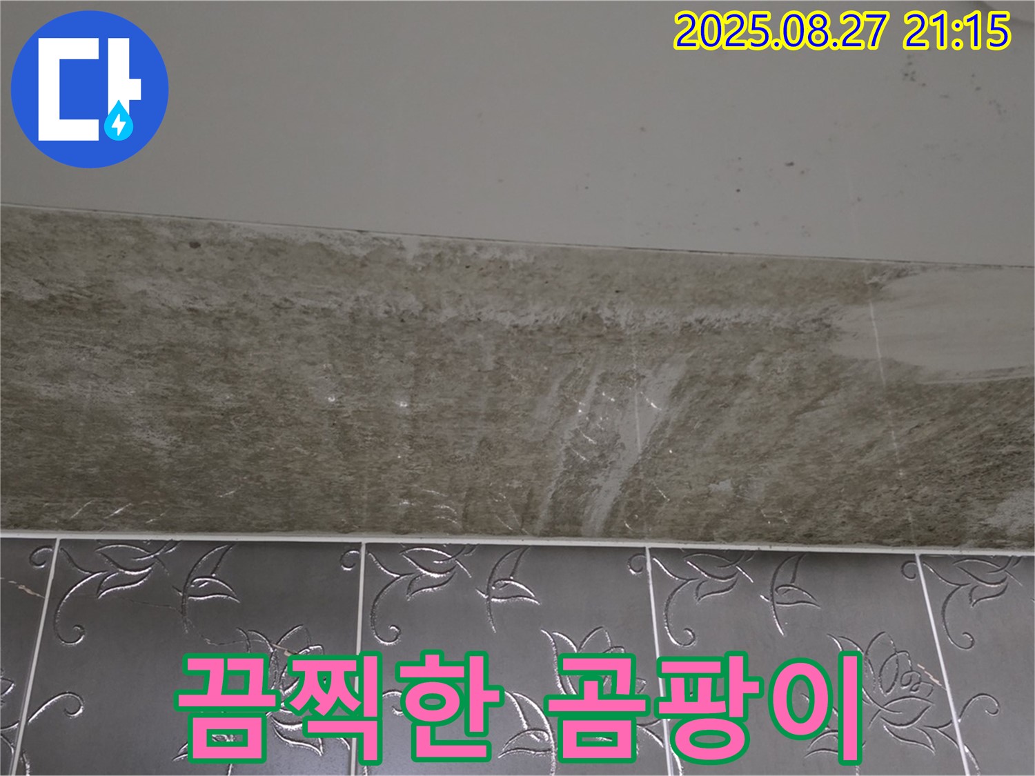 산운로 곰팡이 - 곰팡이, 완전 끔찍해!