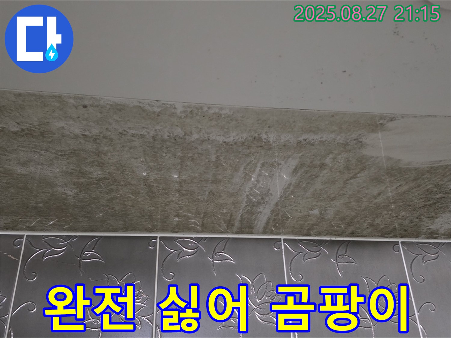 산운로 곰팡이 - 곰팡이, 완전 싫어!