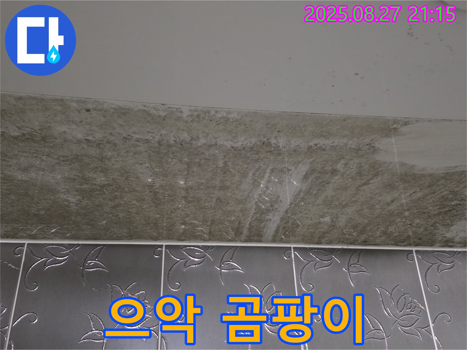 산운마을 6단지 곰팡이 - 곰팡이, 으악!