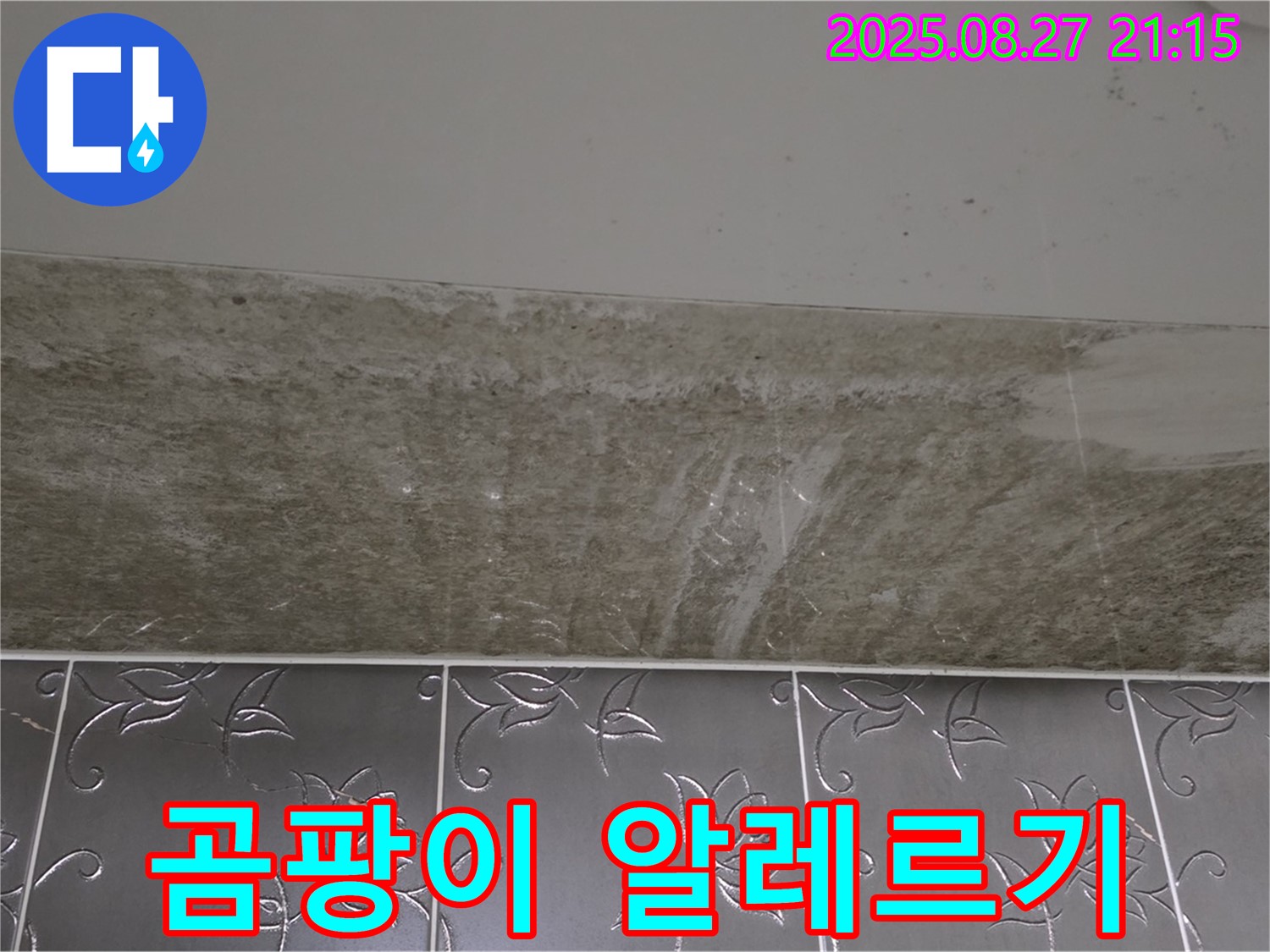 산운마을 곰팡이 - 곰팡이, 이젠 곰팡이 알레르기까지!