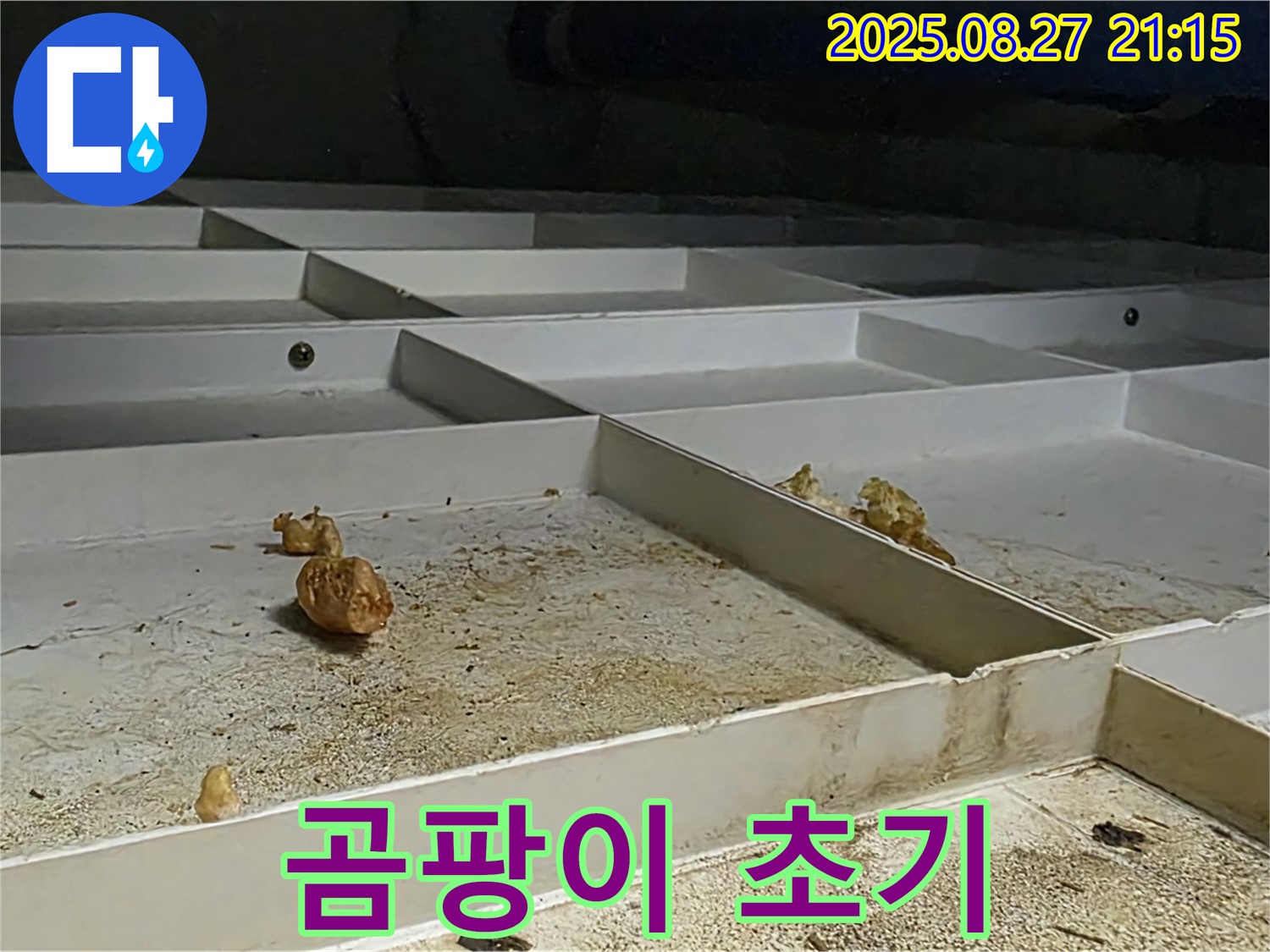 천장 누수 - 석고보드 곰팡이 발생 초기 단계