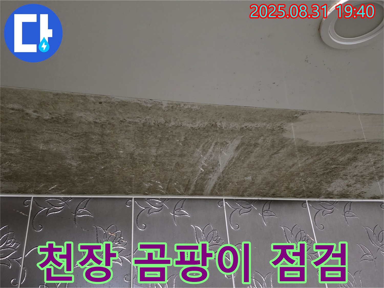 분당구 정자동 욕실 천장 누수 - 곰팡이 박물관 긴급 점검 현장!