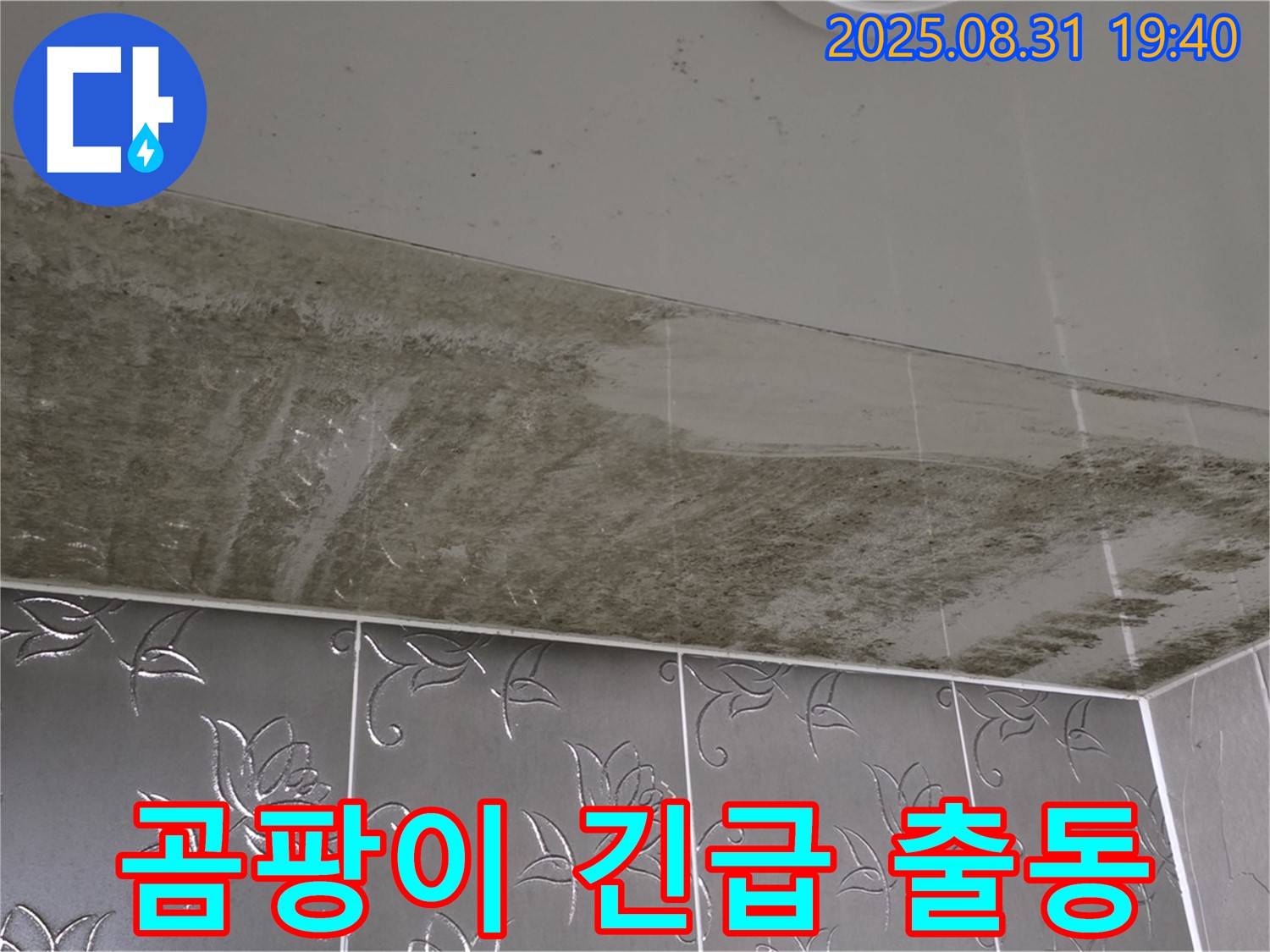 운중동 - 곰팡이 긴급 출동 - 욕실 완벽 되살리기