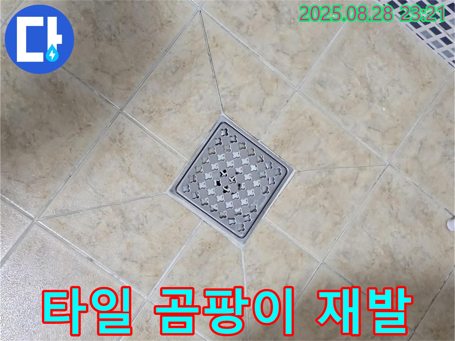 배수구 주변 곰팡이 재발 - 철저한 제거 및 방지