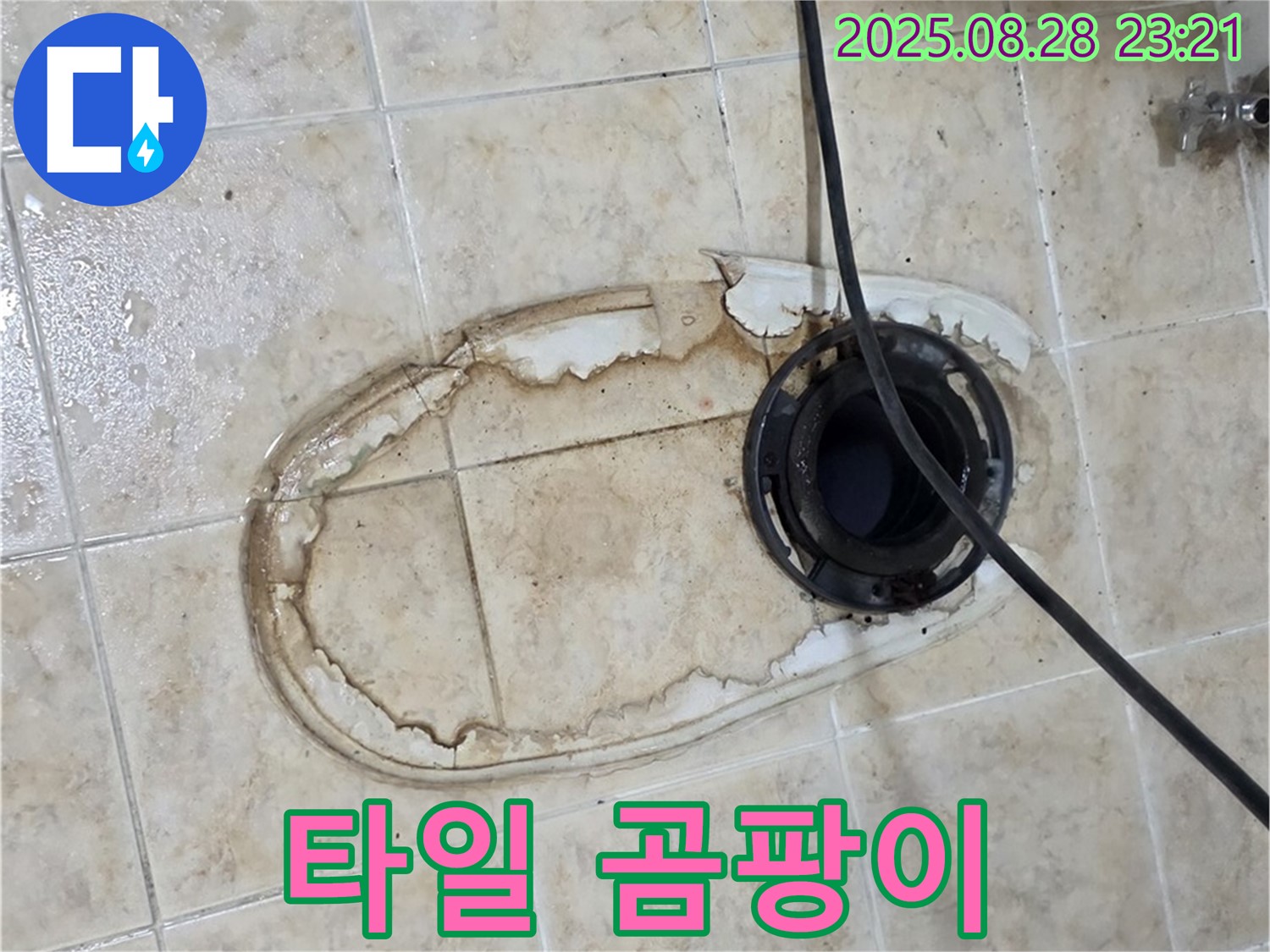 타일 곰팡이 - 건강 위협