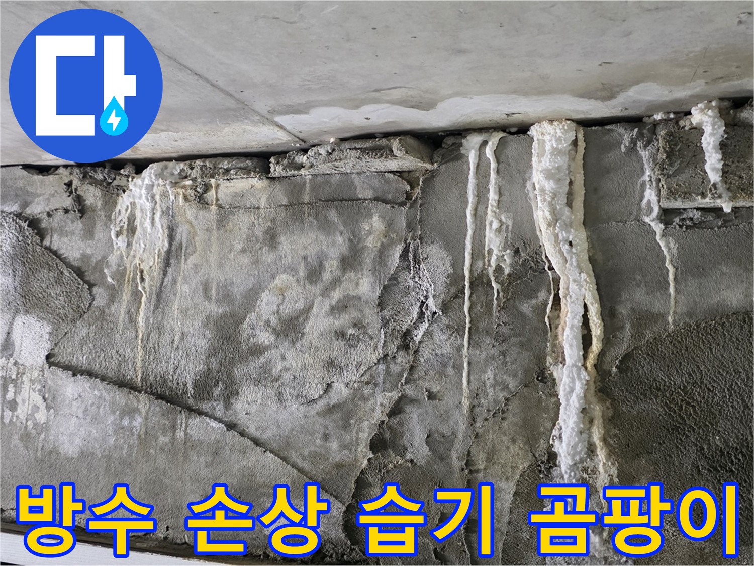 분당 누수 - 방수 상실, 습기 습격, 곰팡이