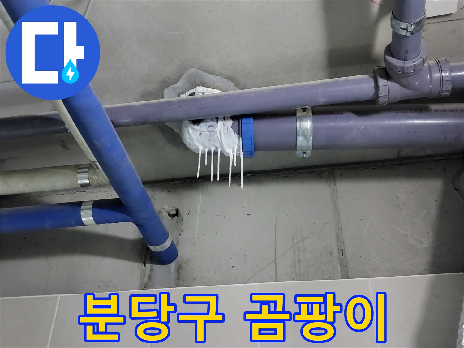 분당구 하수 누수 - 벽 곰팡이 포자
