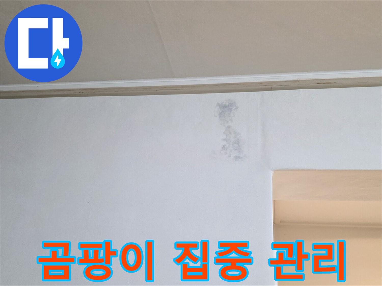 곰팡이 발생 부위 집중 관리 - 맞춤형 솔루션