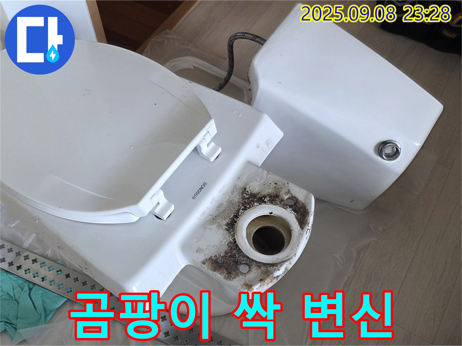 곰팡이 싹 - 변신 완료