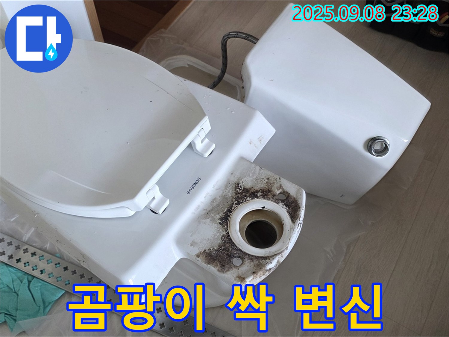 곰팡이 싹 - 상쾌 변신