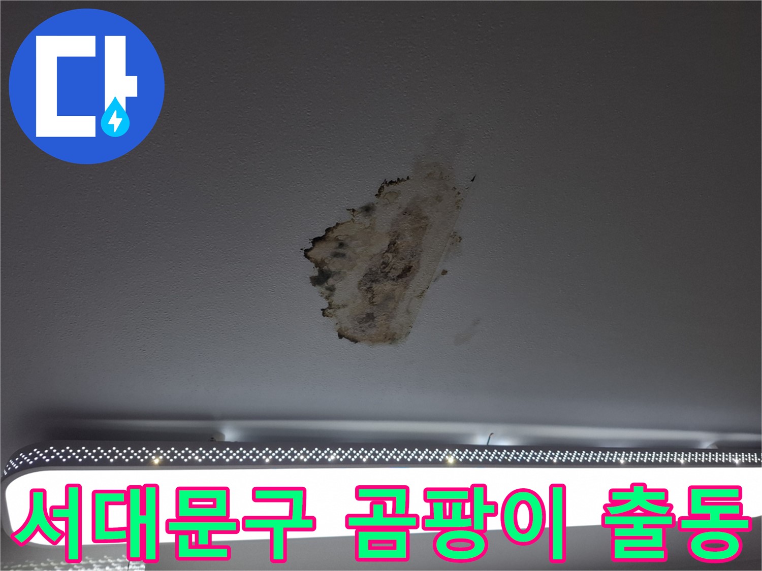 곰팡이 핀 천장 - 24시간 긴급 출동합니다