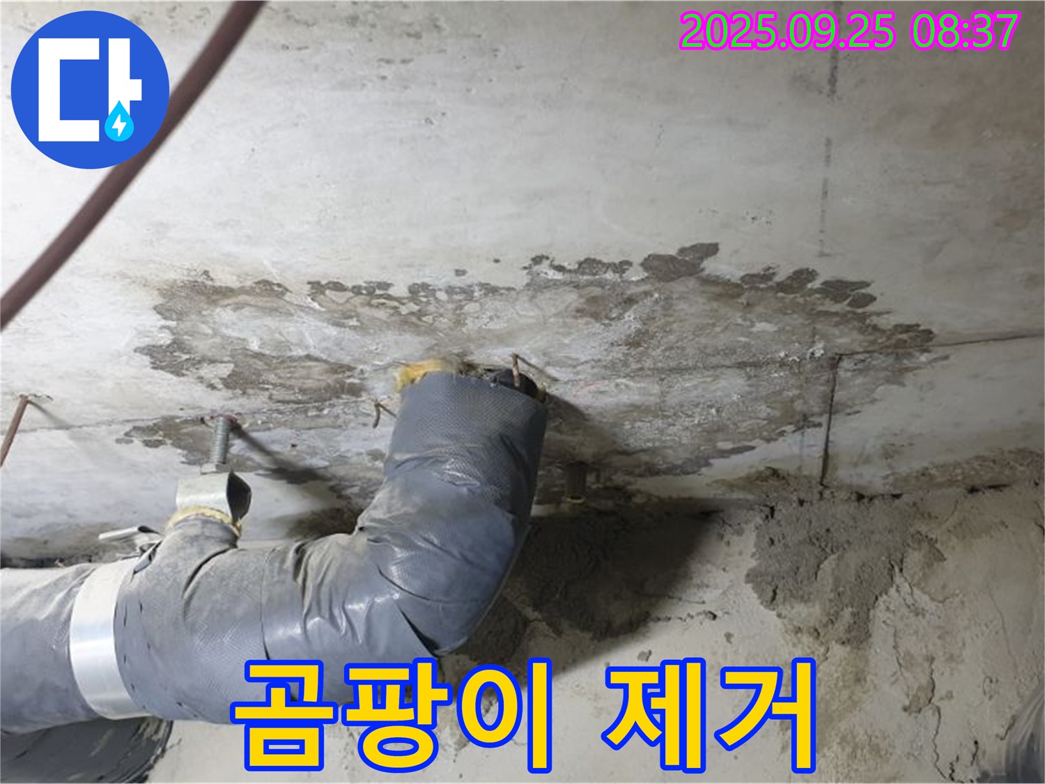 백석읍 천장 누수 - 누수 해결과 곰팡이 제거를 한 번에