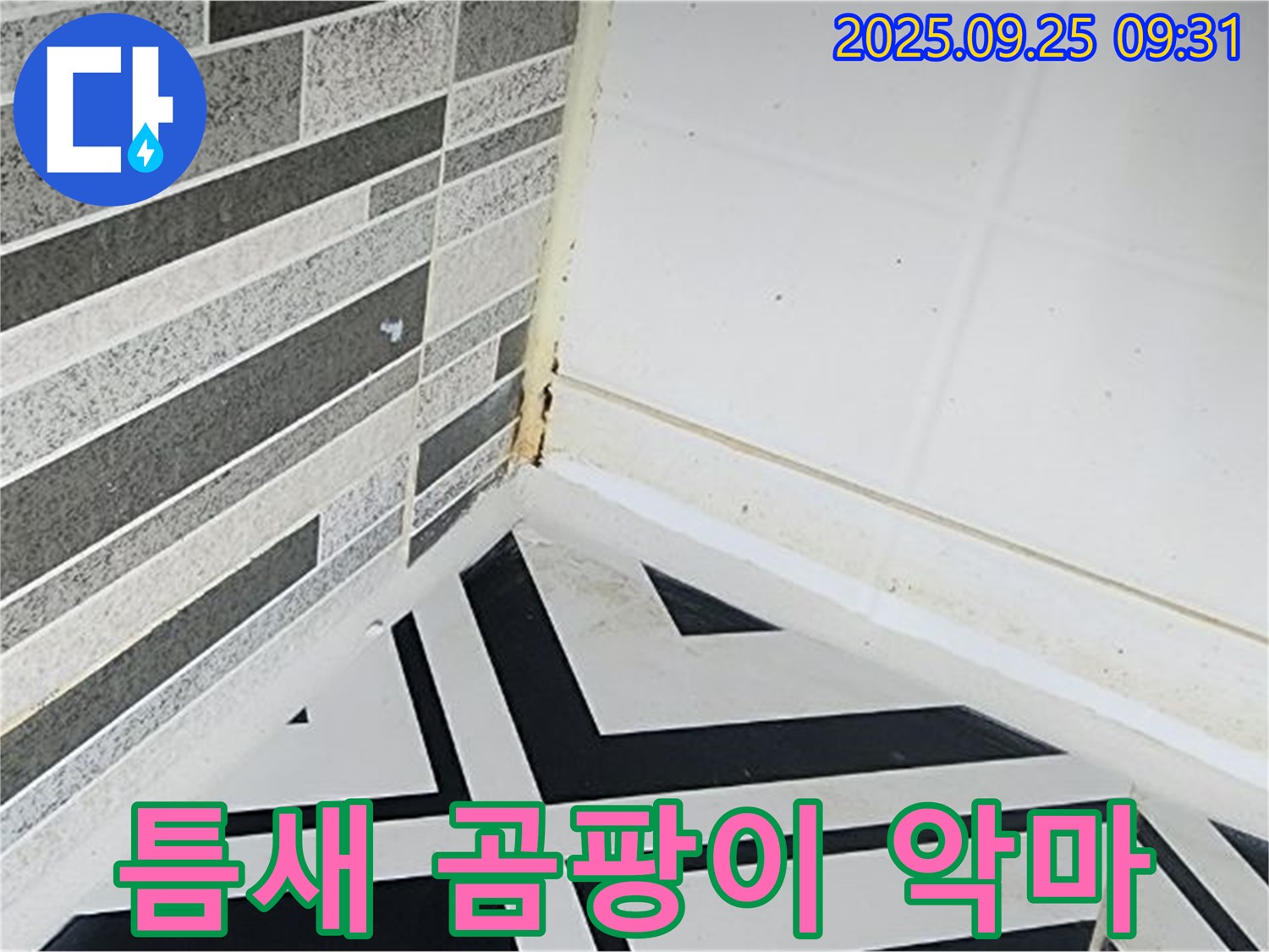 양주시 백석 - 곰팡이가 틈새를 파고드는 모습 - 곰팡이의 침투력을 강조
