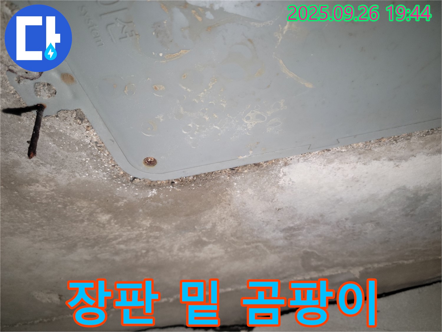 동두천 누수 - 장판 밑 곰팡이, 건강 위협