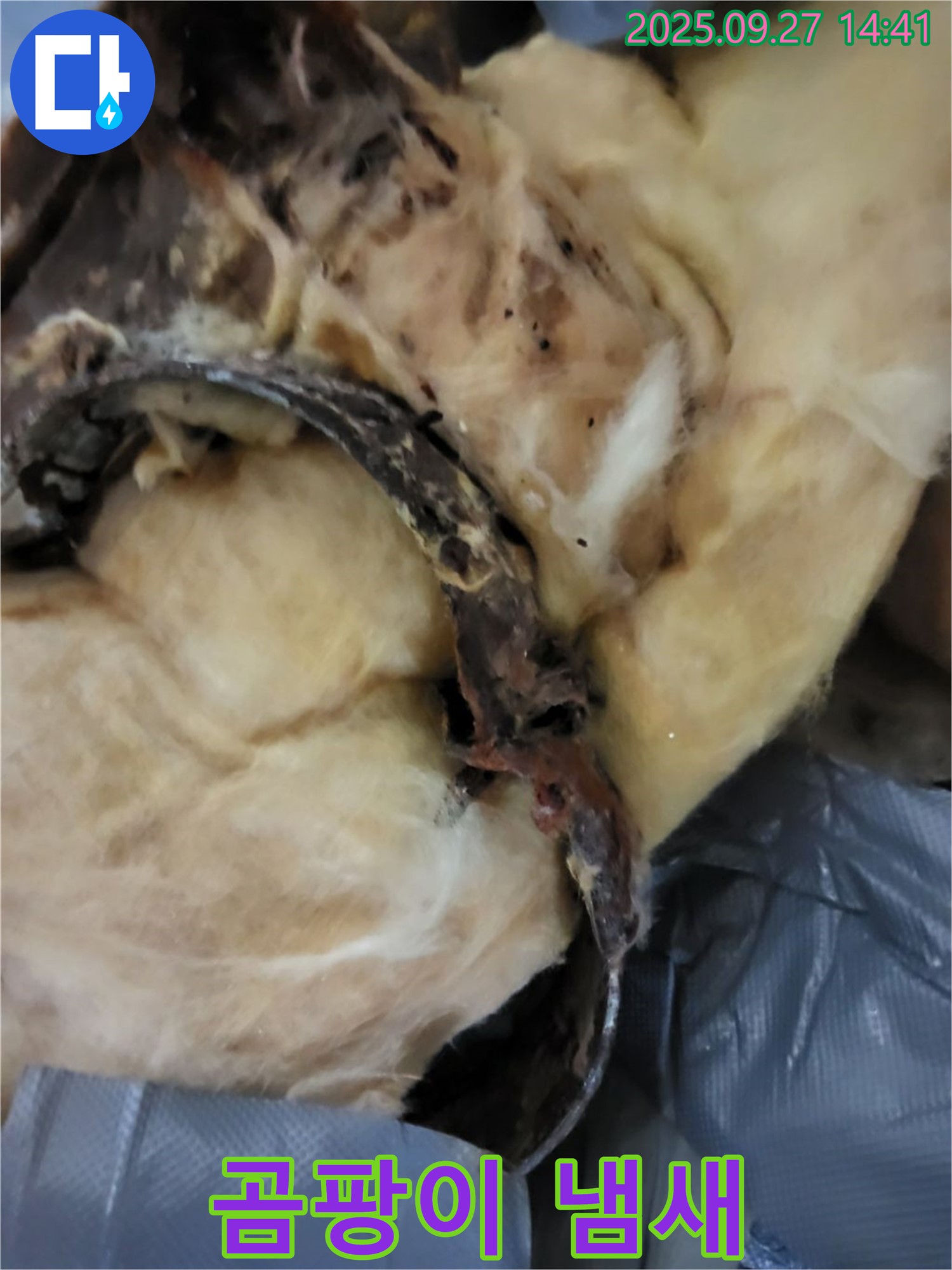 곰팡이 냄새 - 숨겨진 누수 의심 - 광적면 누수