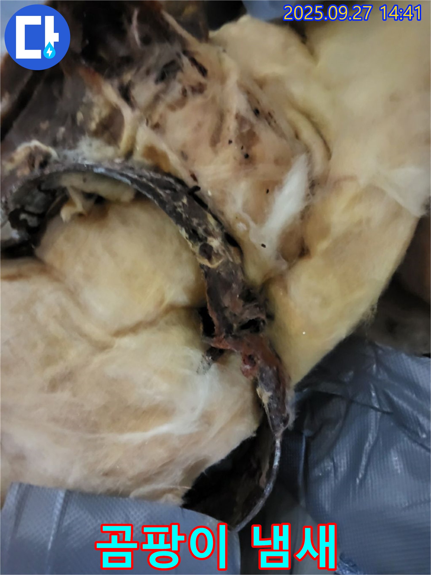 곰팡이 냄새 - 숨겨진 누수 의심 - 광적면 누수