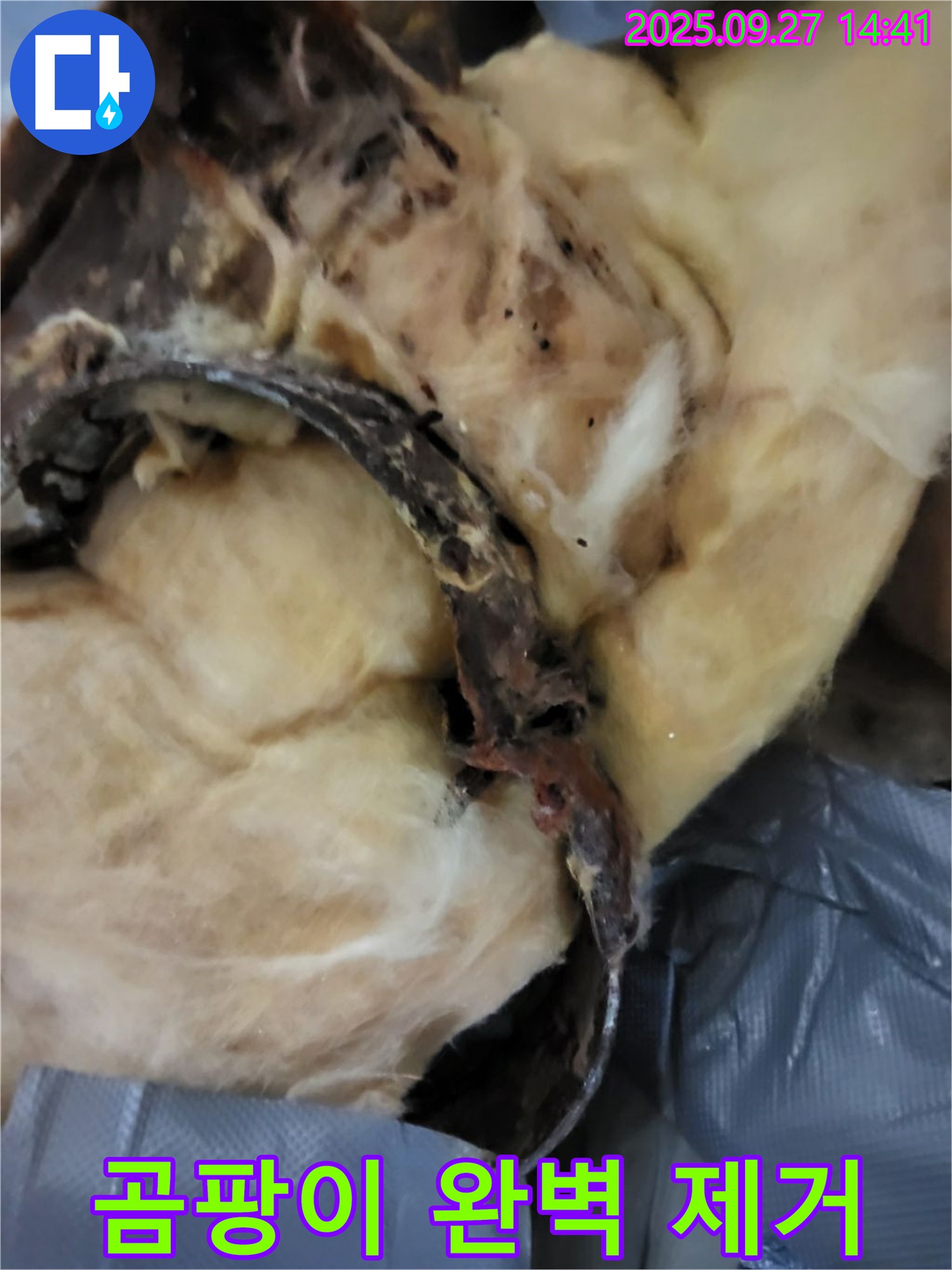 곰팡이 - 누수 탐지부터 완벽 제거까지 - 광적면 광석리 누수