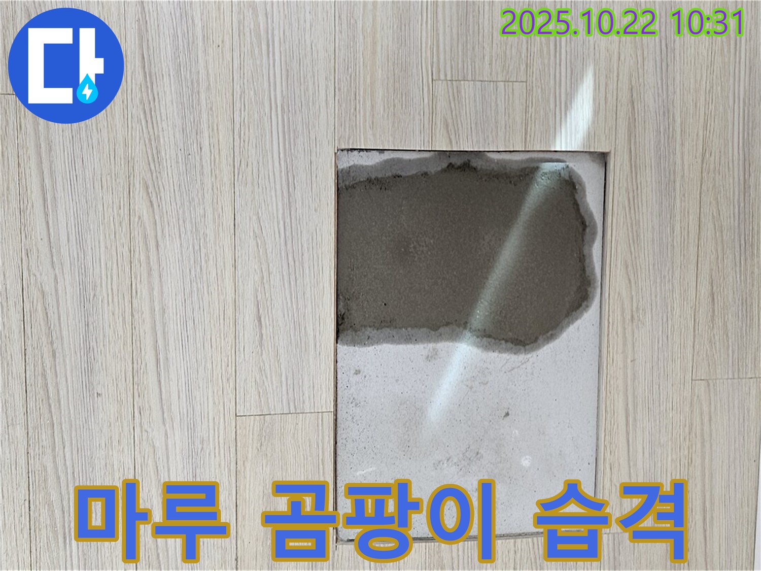 젖은 마루 - 곰팡이 - 젖은 마루에 곰팡이가 번식하기 시작한 모습입니다.