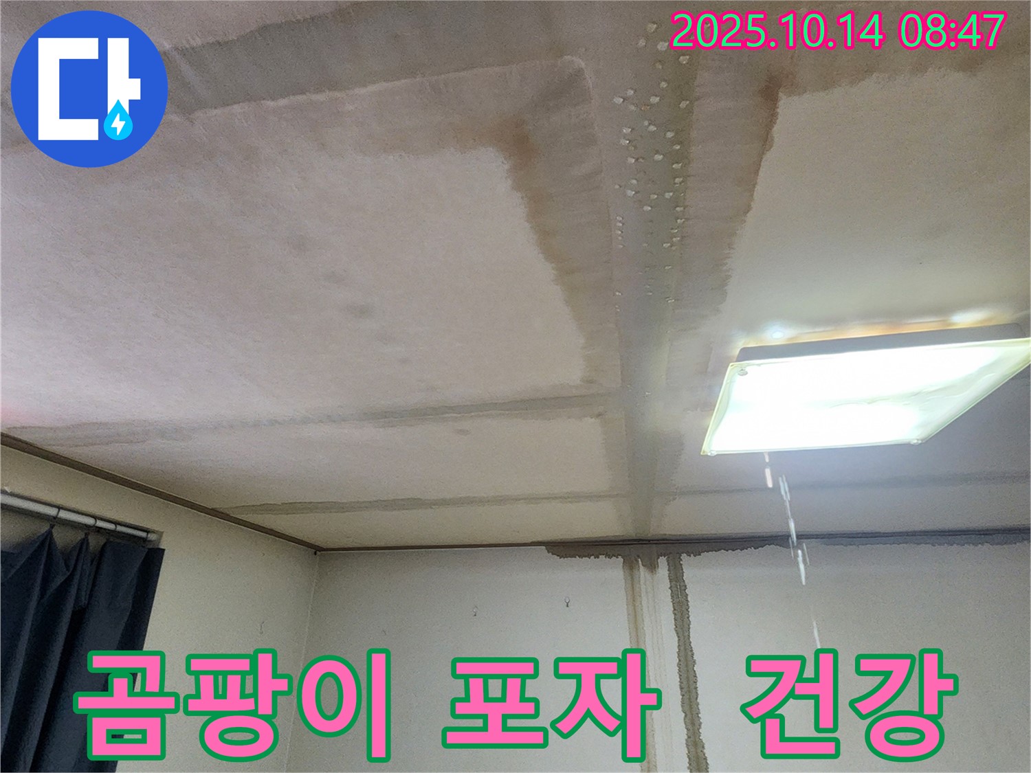 양주시 남면 두곡리 천장 누수 - 곰팡이 포자, 건강 위협