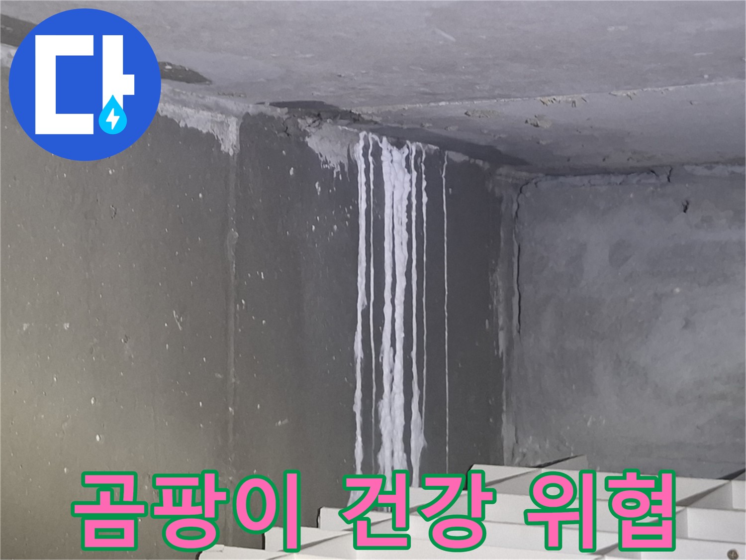 분당 봇들마을 건물 곰팡이 - 건강 위협 주의