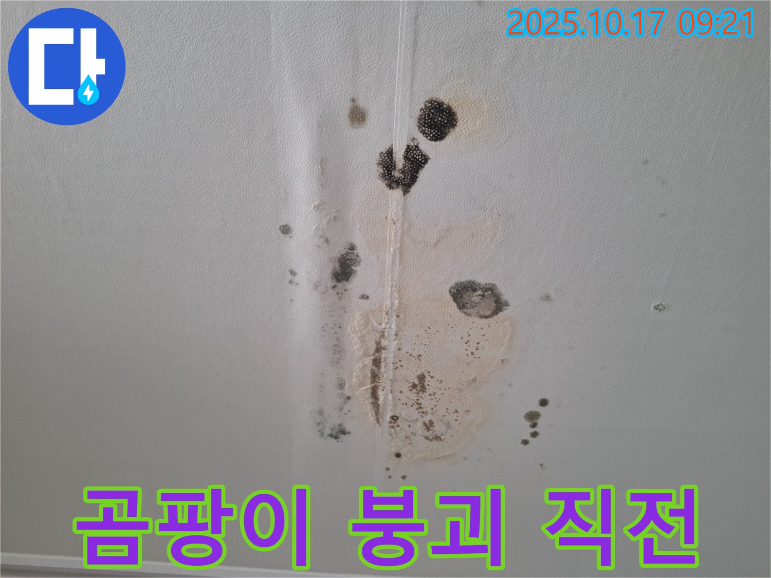 성남 아파트 누수 - 곰팡이 아포칼립스 - 천장 붕괴 직전 위기