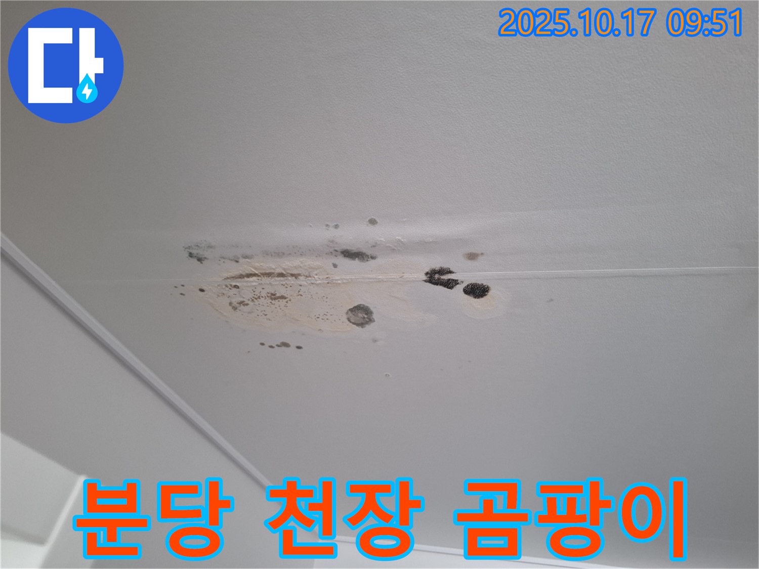 성남시 분당구 아파트 천장 누수 - 곰팡이 문제 해결을 위한 전문적인 누수 탐지