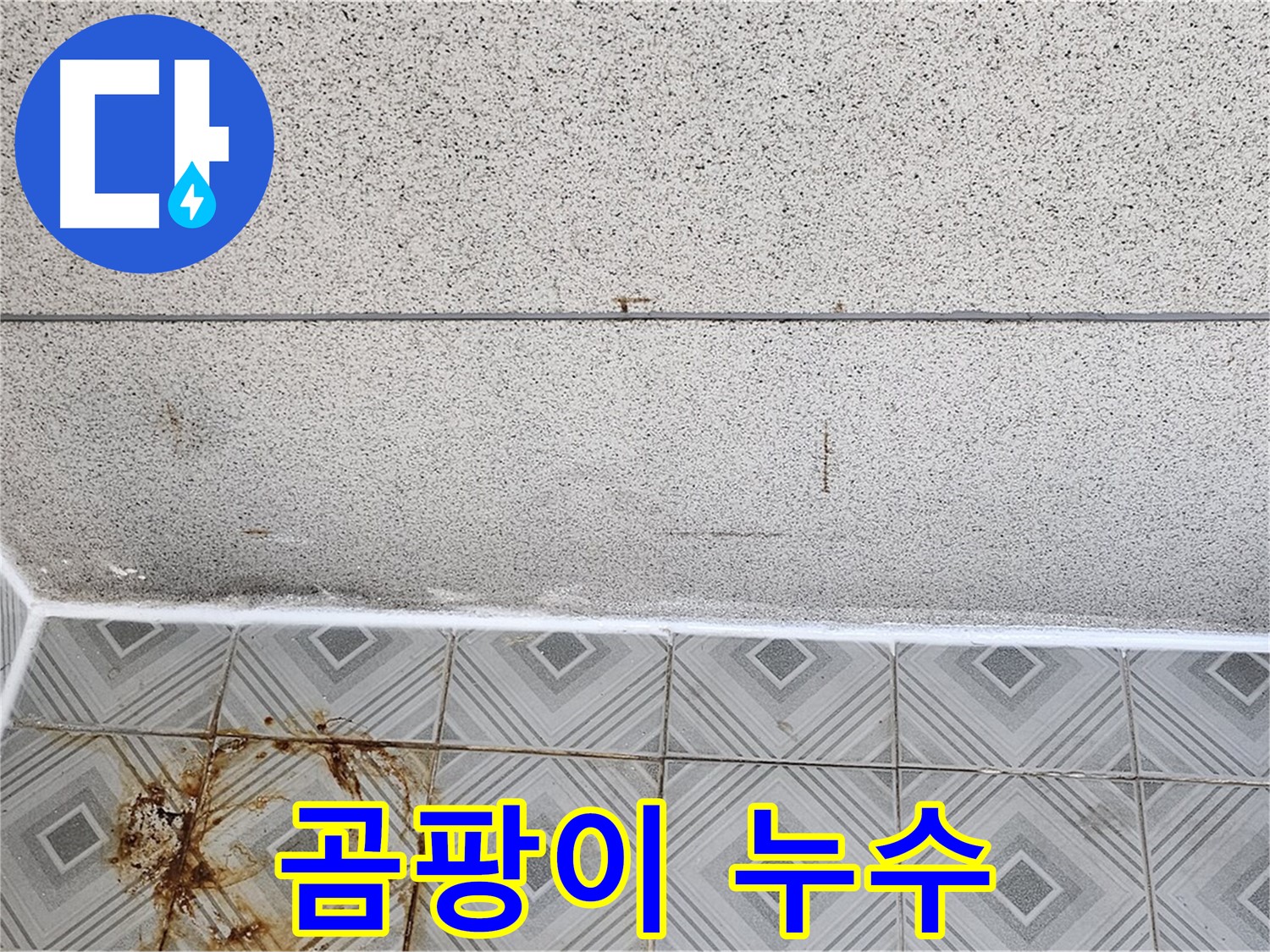 양천구 곰팡이와 누수 - 건강 위협