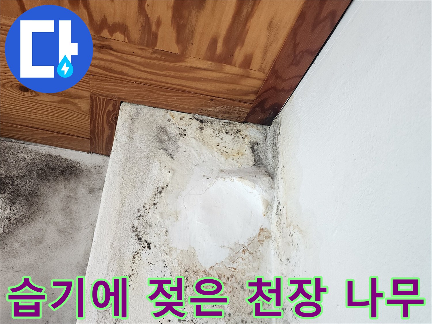 양주 현장-물기를 머금어 어둡게 변한 천장 목재판