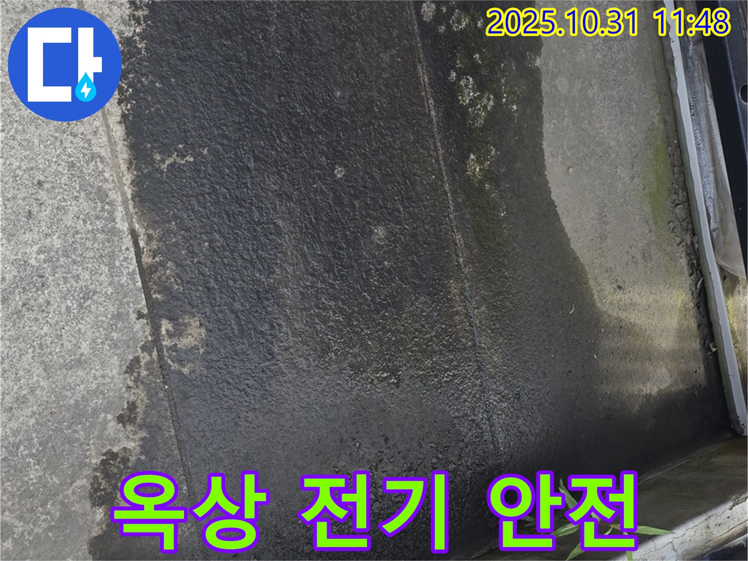 옥상 물고임과 식물 - 전기 안전 위협