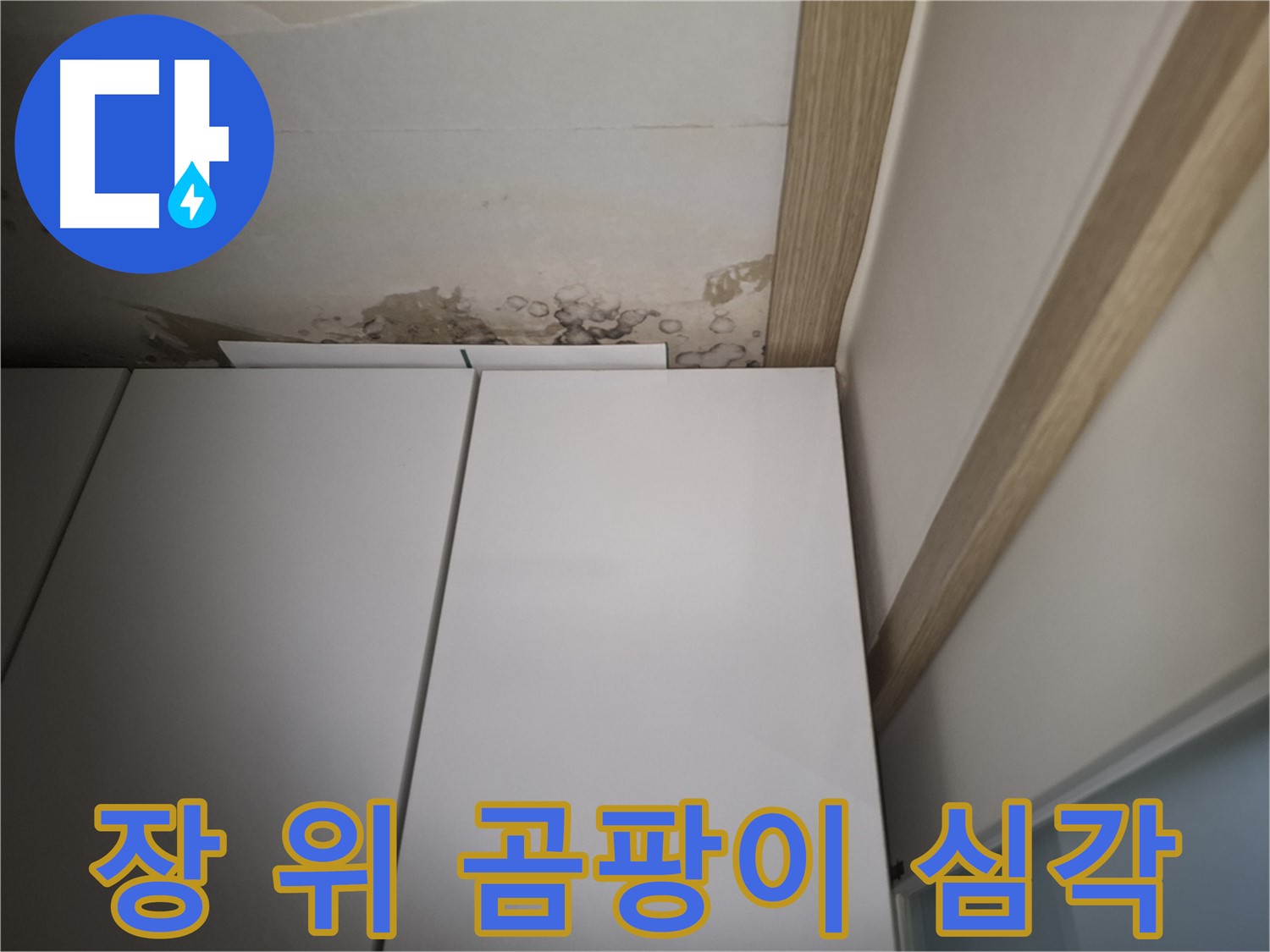장 위 천장에 심각하게 핀 곰팡이 - 건강에 매우 해롭습니다.