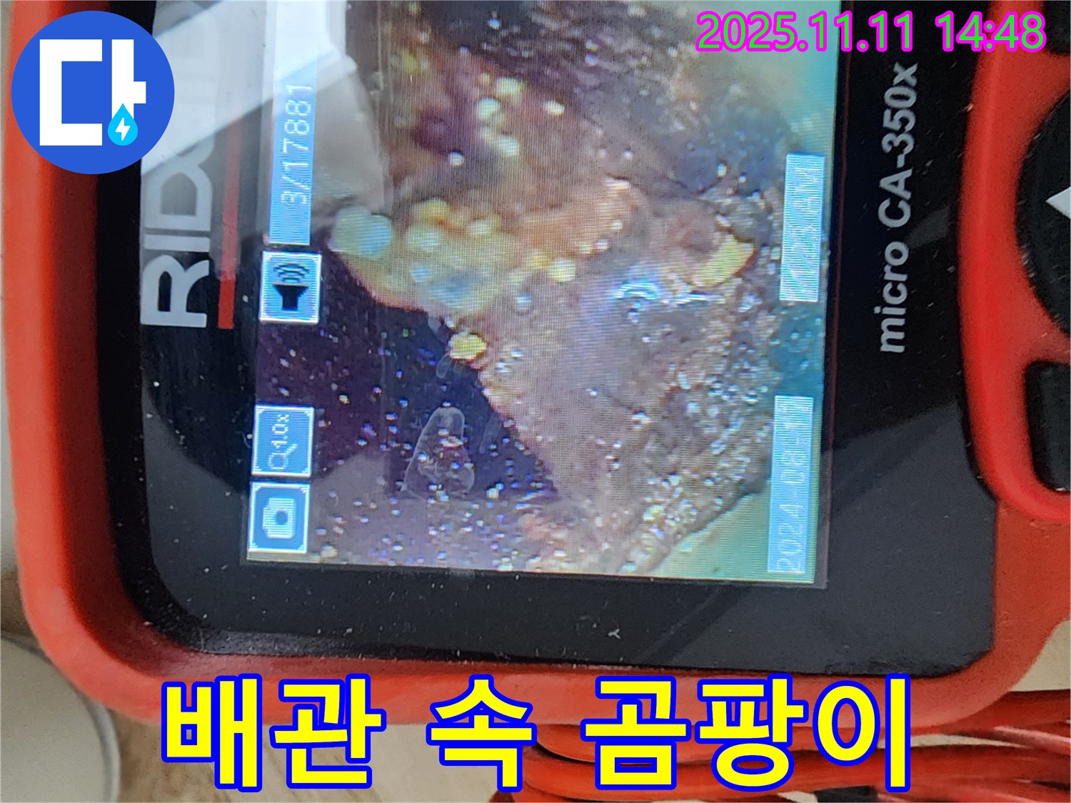 배관 속 곰팡이 - 정글 발견!