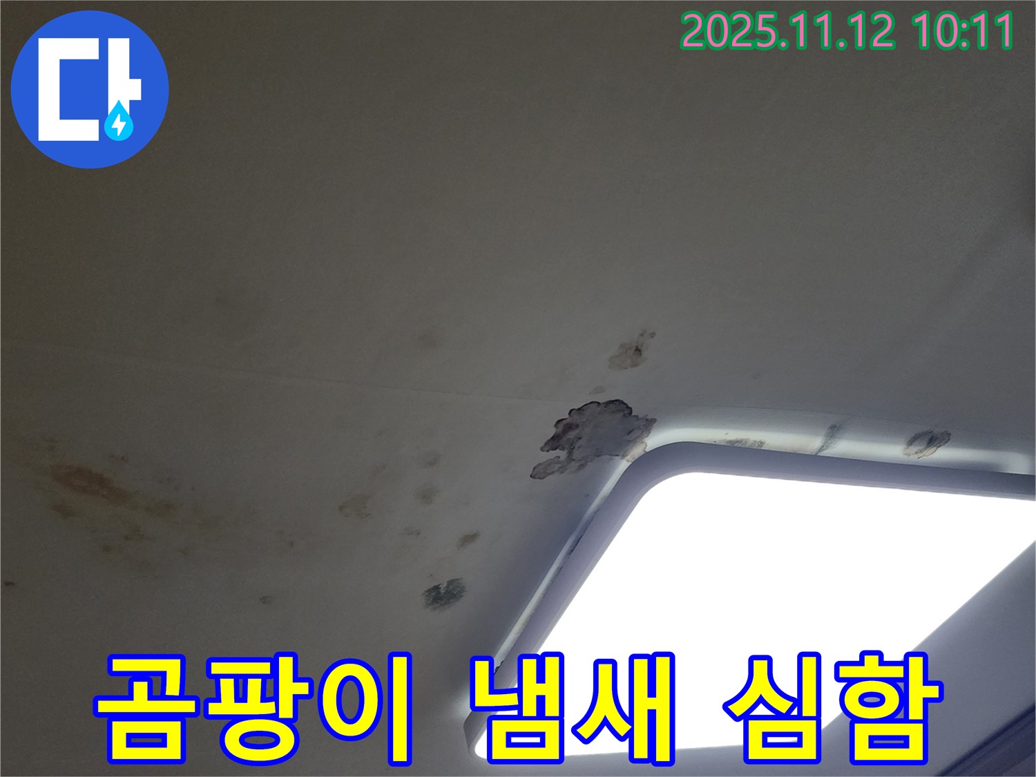 곰팡이 냄새 - 건강 위협