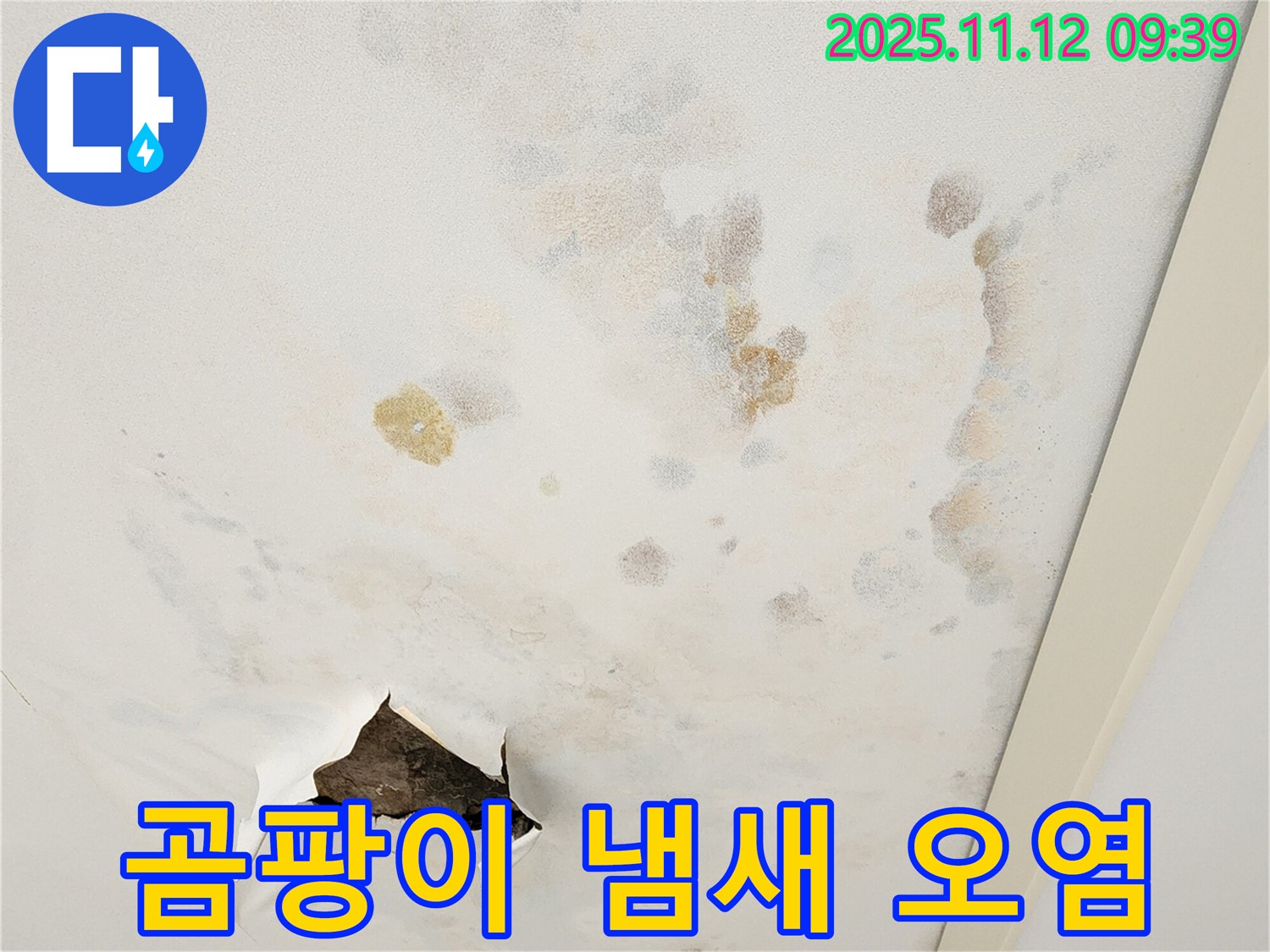 곰팡이 냄새 - 실내 공기 오염 - 건강 위협