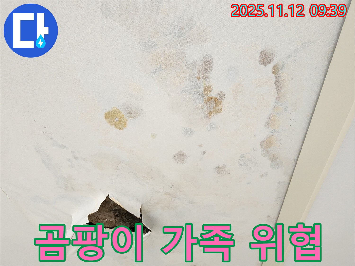 곰팡이 천장 - 가족 건강 위협 - 곰팡이 제거