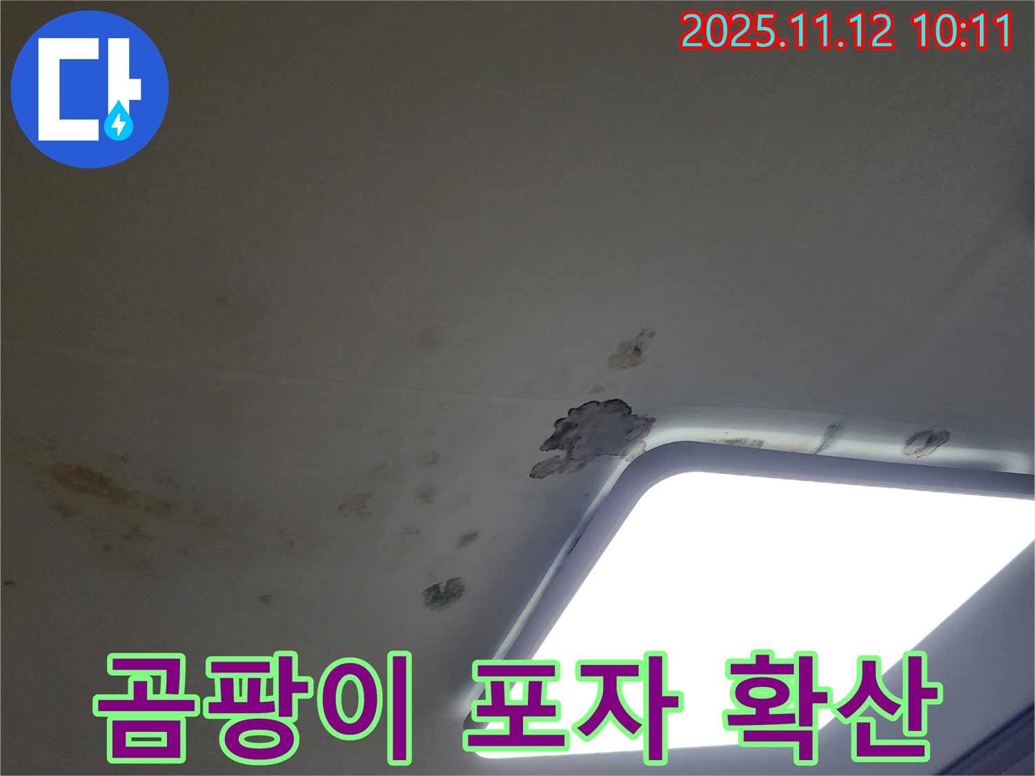 곰팡이 포자 - 건강 위협