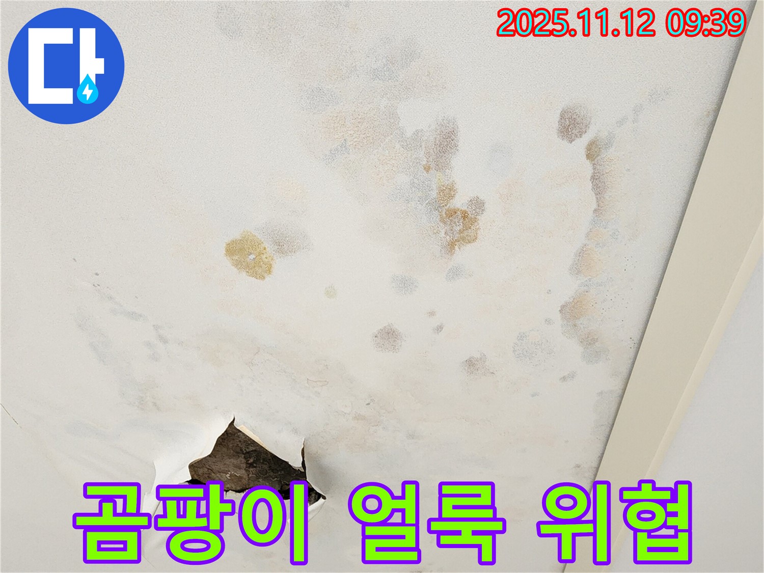 곰팡이와 얼룩 - 건강 위협 - 빠른 제거