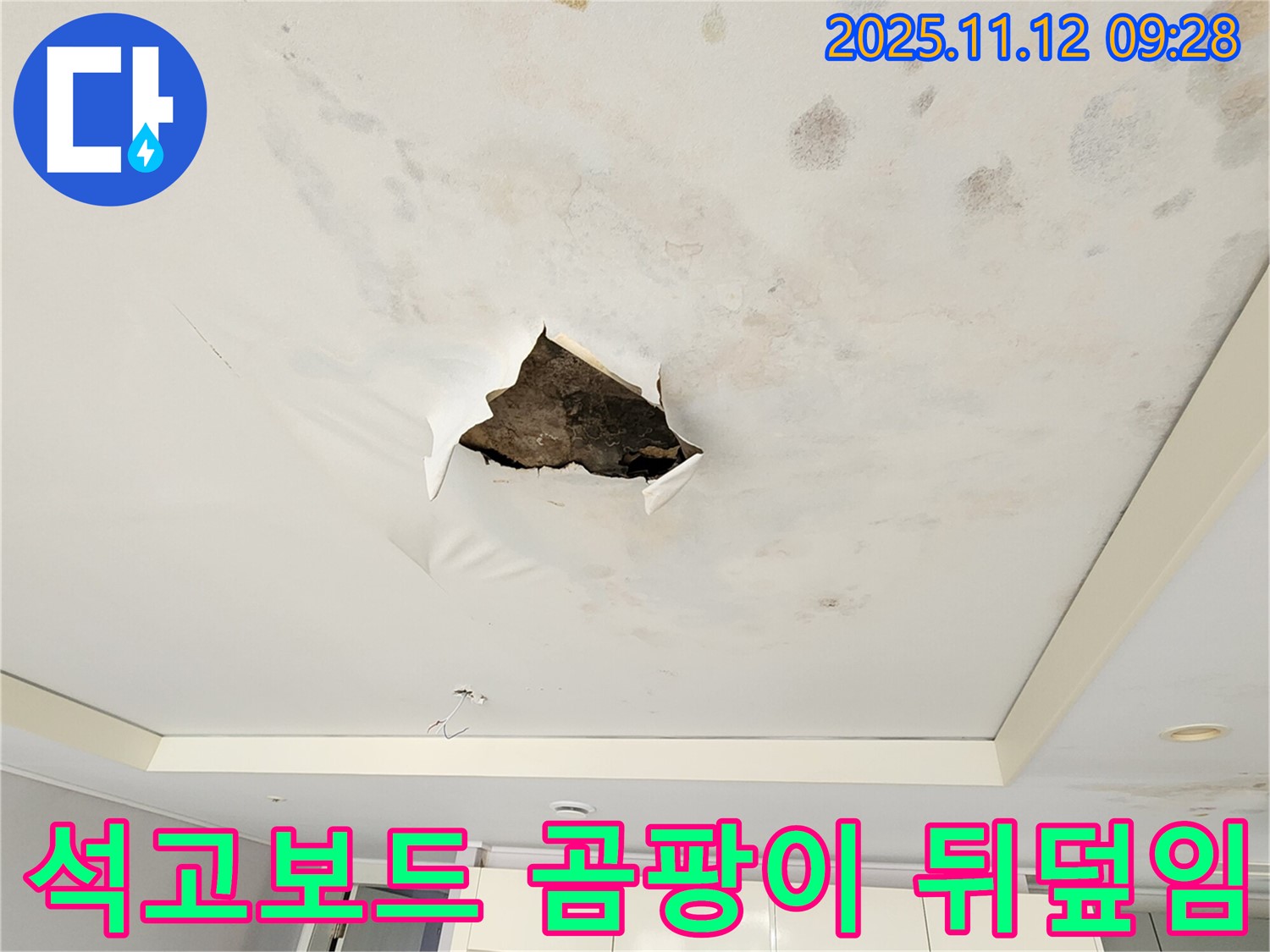 석고보드 곰팡이 뒤덮임 - 석고보드 전체가 곰팡이로 뒤덮여 있는 끔찍한 모습입니다.