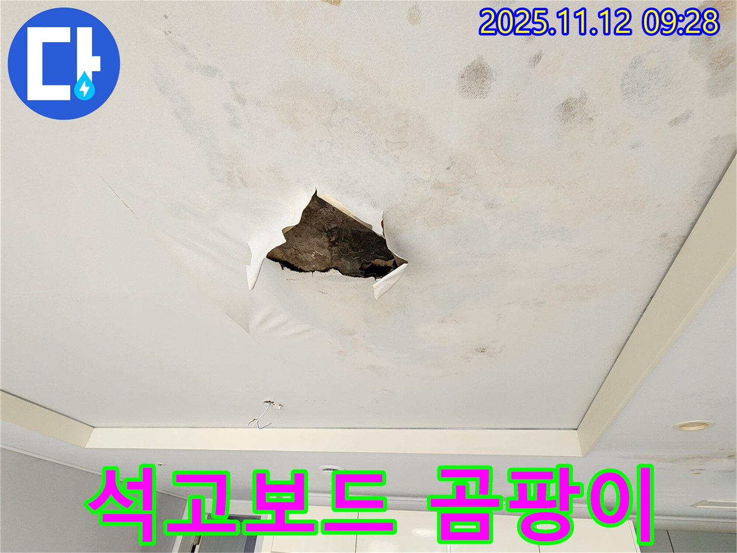 석고보드 곰팡이 - 석고보드 표면에 곰팡이가 심하게 번식한 모습입니다.