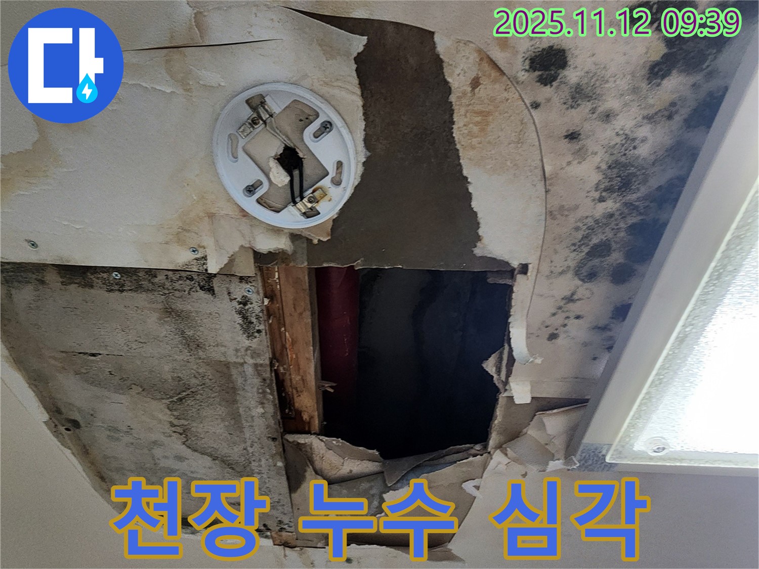 심각한 천장 누수 - 곰팡이 발생 및 석고보드 손상으로 인한 긴급 누수 점검 및 공사 필요