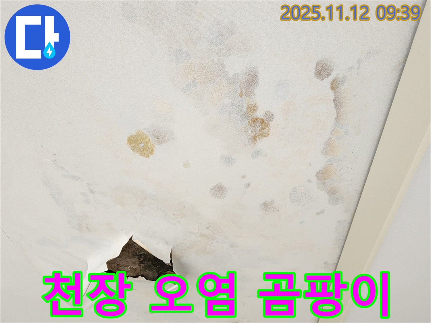 심각한 천장 오염 - 곰팡이 서식 - 누수 흔적
