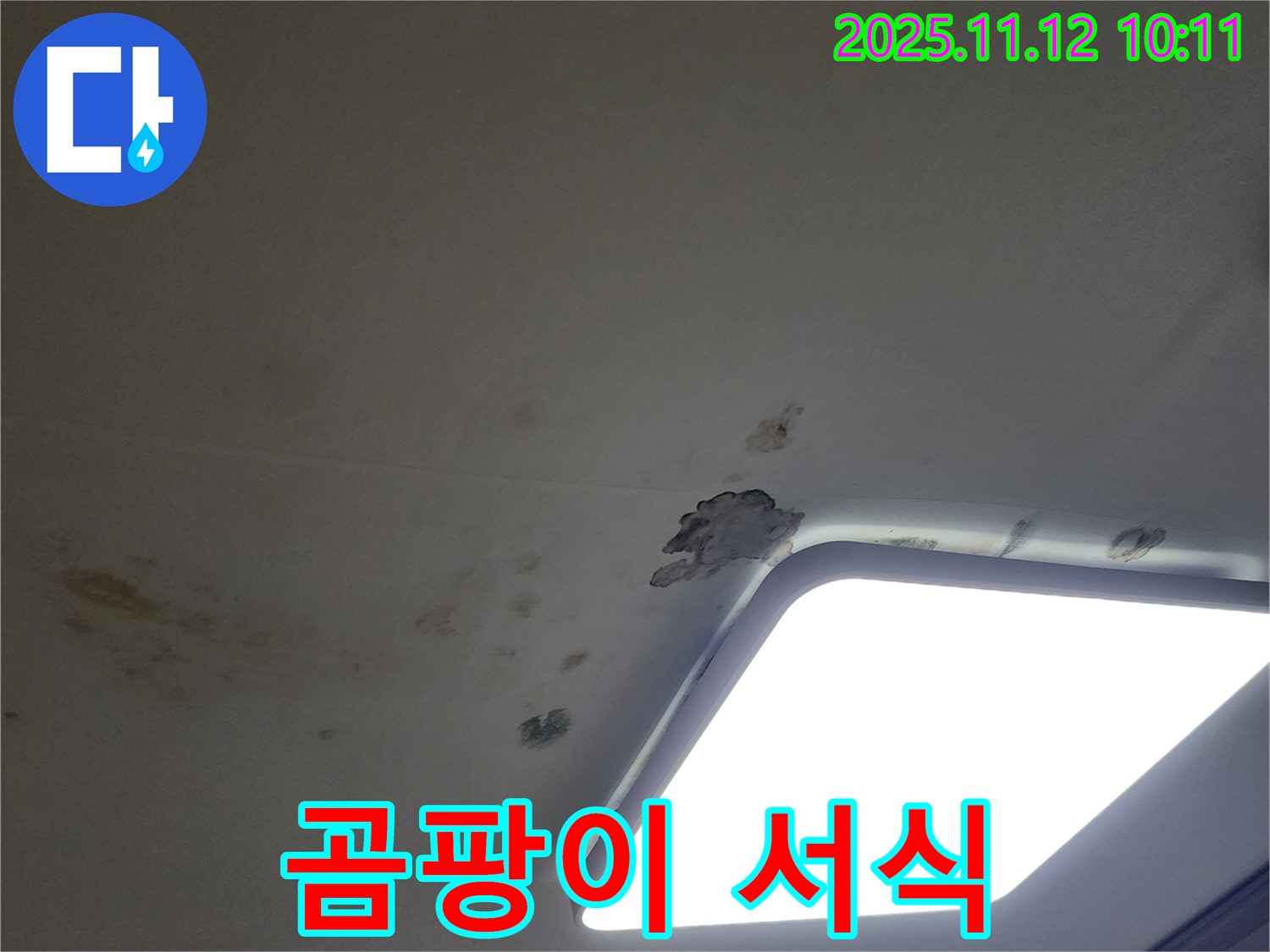 젖은 텍스 - 곰팡이 서식