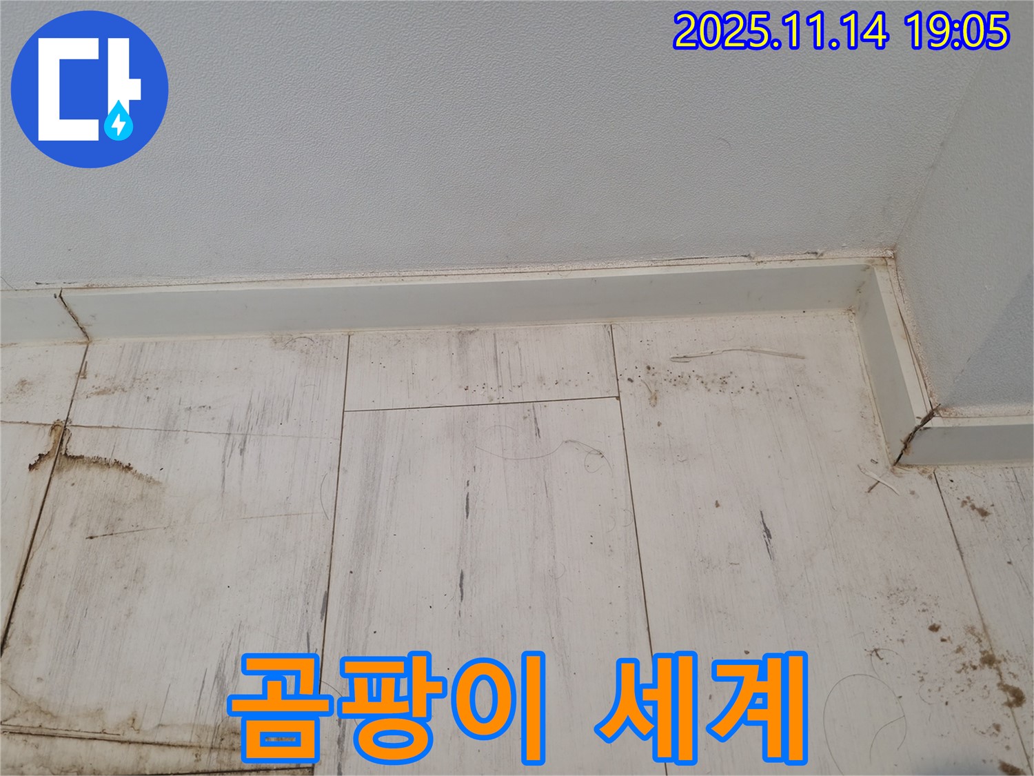 관악구 누수 - 젖은 장판, 곰팡이의 검은 세계!
