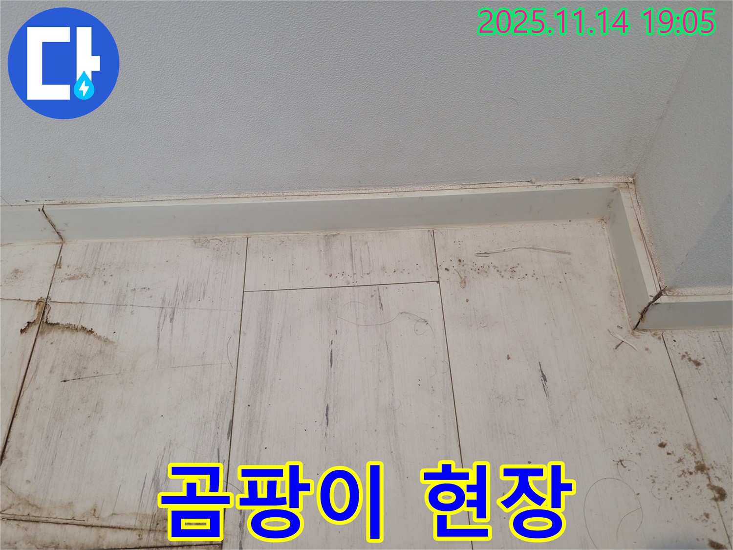 신림 누수 - 곰팡이 핀 장판, 건강 파괴 현장!