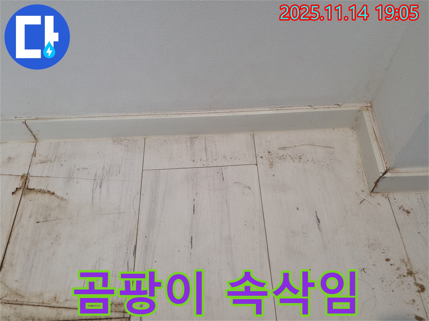 신림 누수 - 젖은 장판, 곰팡이의 은밀한 속삭임