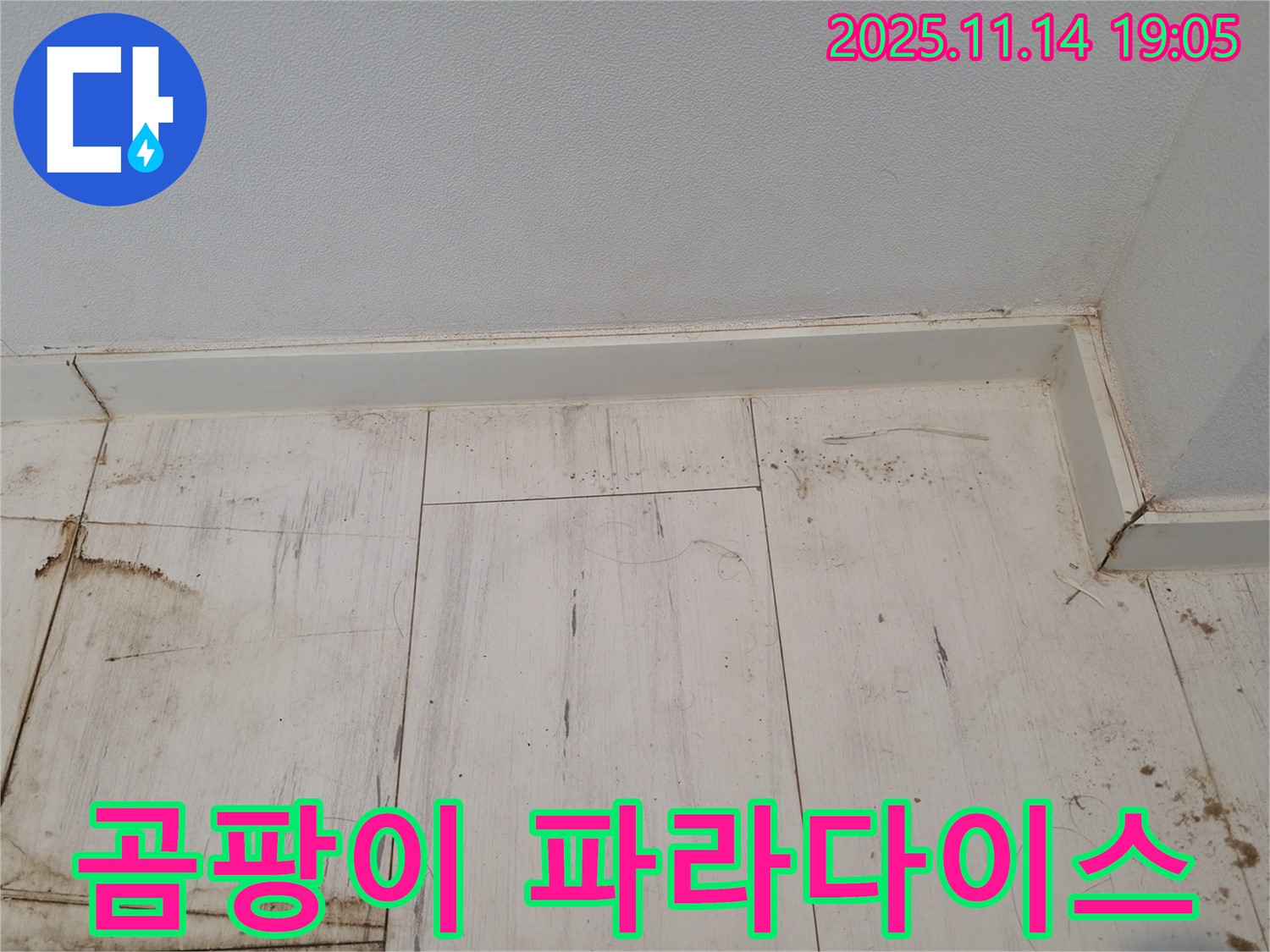 신림 누수 - 젖은 장판, 곰팡이의 파라다이스!