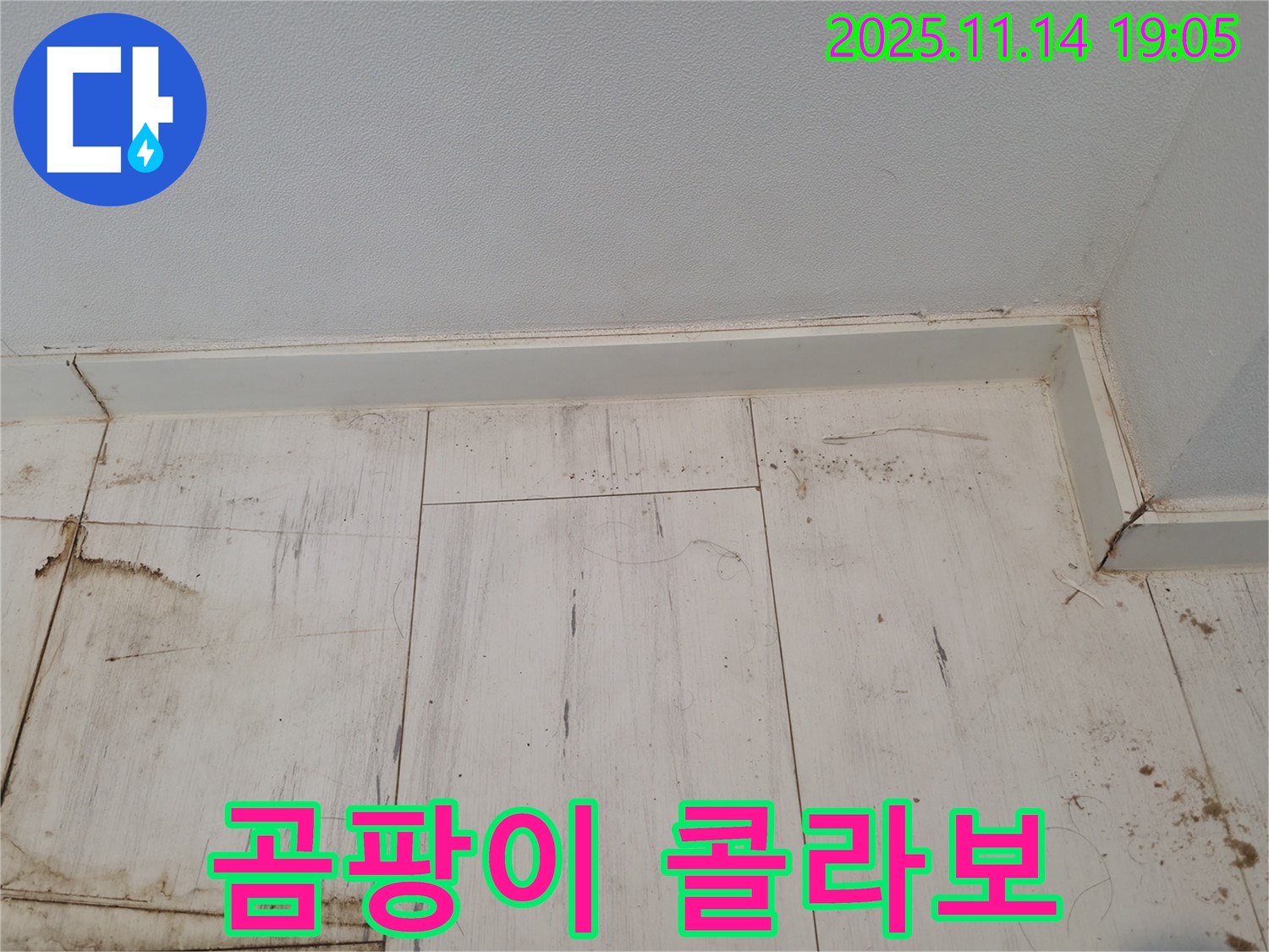 신림동 누수 - 젖은 장판과 곰팡이의 콜라보레이션
