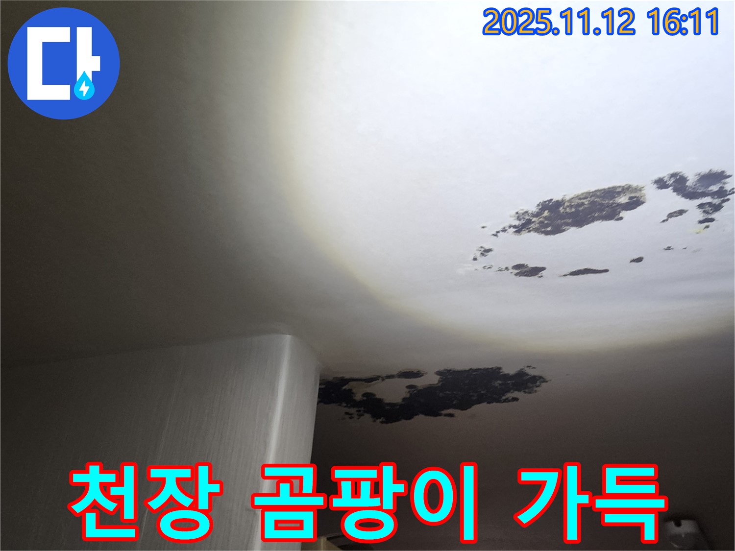 구읍리 누수 - 천장 전체에 가득한 곰팡이
